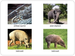 antilope squirrel asian elephant
babirusa0 babirusa2
 