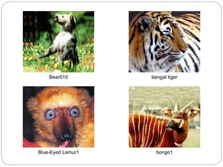 Bear010 bengal tiger
Blue-Eyed Lemur1 bongo1
 