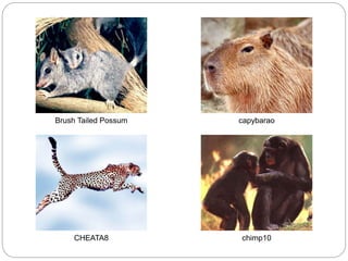 Brush Tailed Possum capybarao
CHEATA8 chimp10
 