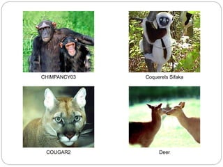 CHIMPANCY03 Coquerels Sifaka
COUGAR2 Deer
 