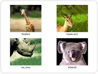 Girafee4 impala ram1
ind_rhino KOALA5
 