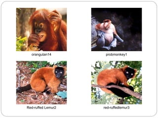 orangutan14 probmonkey1
Red-ruffed Lemur2 red-ruffedlemur3
 