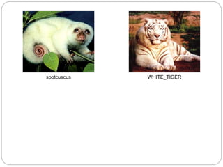 spotcuscus WHITE_TIGER
 
