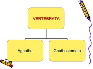 VERTEBRATA
Agnatha Gnathostomata
 