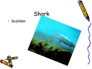 Shark
• Scolidon
 