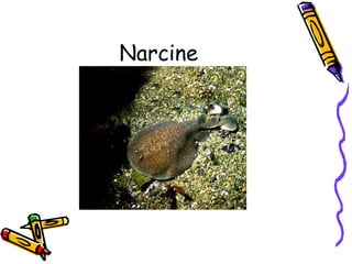 Narcine
 