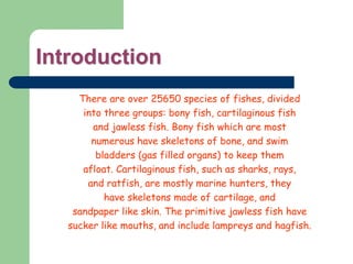 Introduction
There are over 25650 species of fishes, divided
into three groups: bony fish, cartilaginous fish
and jawless fish. Bony fish which are most
numerous have skeletons of bone, and swim
bladders (gas filled organs) to keep them
afloat. Cartilaginous fish, such as sharks, rays,
and ratfish, are mostly marine hunters, they
have skeletons made of cartilage, and
sandpaper like skin. The primitive jawless fish have
sucker like mouths, and include lampreys and hagfish.
 