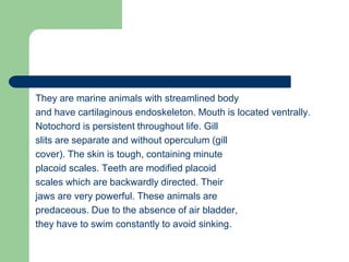 They are marine animals with streamlined body
and have cartilaginous endoskeleton. Mouth is located ventrally.
Notochord is persistent throughout life. Gill
slits are separate and without operculum (gill
cover). The skin is tough, containing minute
placoid scales. Teeth are modified placoid
scales which are backwardly directed. Their
jaws are very powerful. These animals are
predaceous. Due to the absence of air bladder,
they have to swim constantly to avoid sinking.
 