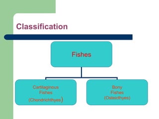 Classification
Fishes
Cartilaginous
Fishes
(Chondrichthyes)
Bony
Fishes
(Osteicthyes)
 