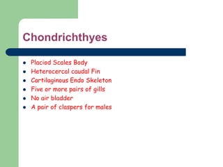 Chondrichthyes
 Placiod Scales Body
 Heterocercal caudal Fin
 Cartilaginous Endo Skeleton
 Five or more pairs of gills
 No air bladder
 A pair of claspers for males
 