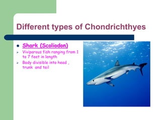 Different types of Chondrichthyes
 Shark (Scoliodon)
 Viviparous fish ranging from 1
to 7 feet in length
 Body divisible into head ,
trunk and tail
 