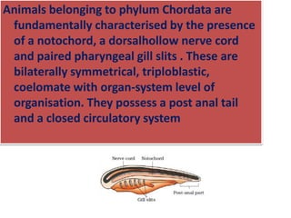Animals belonging to phylum Chordata are
fundamentally characterised by the presence
of a notochord, a dorsalhollow nerve cord
and paired pharyngeal gill slits . These are
bilaterally symmetrical, triploblastic,
coelomate with organ-system level of
organisation. They possess a post anal tail
and a closed circulatory system
 