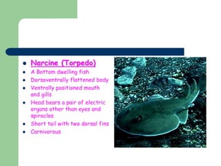  Narcine (Torpedo)
 A Bottom dwelling fish
 Dorsoventrally flattened body
 Ventrally positioned mouth
and gills
 Head bears a pair of electric
organs other than eyes and
spiracles
 Short tail with two dorsal fins
 Carnivorous
 