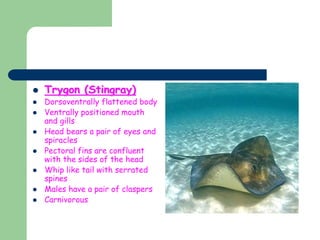  Trygon (Stingray)
 Dorsoventrally flattened body
 Ventrally positioned mouth
and gills
 Head bears a pair of eyes and
spiracles
 Pectoral fins are confluent
with the sides of the head
 Whip like tail with serrated
spines
 Males have a pair of claspers
 Carnivorous
 