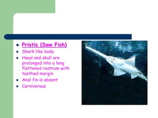  Pristis (Saw Fish)
 Shark like body
 Head and skull are
prolonged into a long
flattened rostrum with
toothed margin
 Anal fin is absent
 Carnivorous
 