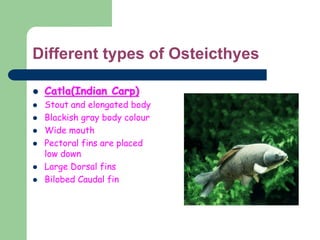 Different types of Osteicthyes
 Catla(Indian Carp)
 Stout and elongated body
 Blackish gray body colour
 Wide mouth
 Pectoral fins are placed
low down
 Large Dorsal fins
 Bilobed Caudal fin
 
