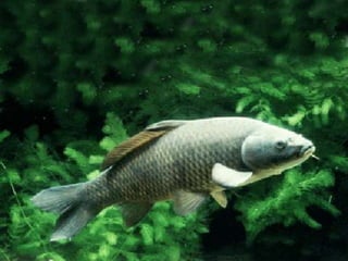  H:FISHcarp1.JPG
 