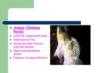  Anabas (Climbing
Perch)
 Laterally compressed body
 Small paired fins
 Dorsal and anal fins are
long and spinous
 Operculum possesses
spines
 Presence of labyrinthiform
 