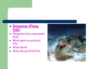  Exocoetus (Flying
fish)
 Elongated and compressed
body
 Black spots on pectoral
fins
 Wide mouth
 Wing like pectoral fins
 