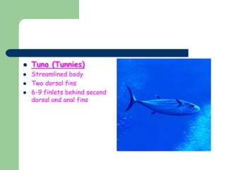  Tuna (Tunnies)
 Streamlined body
 Two dorsal fins
 6-9 finlets behind second
dorsal and anal fins
 
