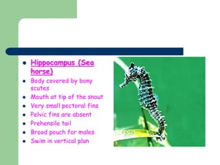  Hippocampus (Sea
horse)
 Body covered by bony
scutes
 Mouth at tip of the snout
 Very small pectoral fins
 Pelvic fins are absent
 Prehensile tail
 Brood pouch for males
 Swim in vertical plan
 