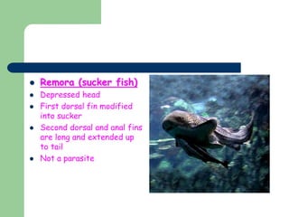 Remora (sucker fish)
 Depressed head
 First dorsal fin modified
into sucker
 Second dorsal and anal fins
are long and extended up
to tail
 Not a parasite
 