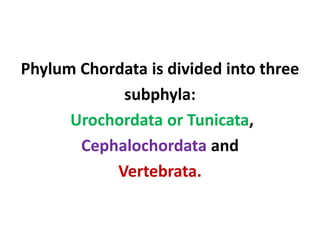 Phylum Chordata is divided into three
subphyla:
Urochordata or Tunicata,
Cephalochordata and
Vertebrata.
 