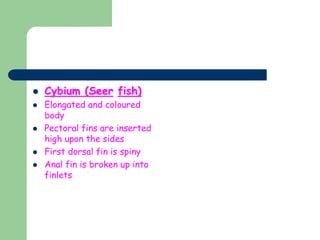  Cybium (Seer fish)
 Elongated and coloured
body
 Pectoral fins are inserted
high upon the sides
 First dorsal fin is spiny
 Anal fin is broken up into
finlets
 