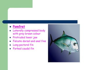  Pomfret
 Laterally compressed body
with grey brown colour
 Protruded lower jaw
 Falcate dorsal and anal fins
 Long pectoral fin
 Forked caudal fin
 