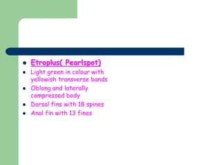  Etroplus( Pearlspot)
 Light green in colour with
yellowish transverse bands
 Oblong and laterally
compressed body
 Dorsal fins with 18 spines
 Anal fin with 13 fines
 