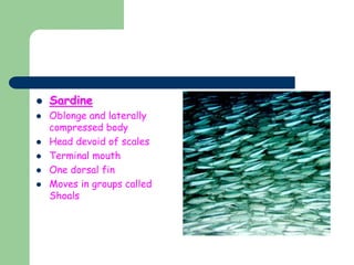  Sardine
 Oblonge and laterally
compressed body
 Head devoid of scales
 Terminal mouth
 One dorsal fin
 Moves in groups called
Shoals
 