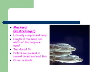  Mackeral
(Rastrellinger)
 Laterally compressed body
 Length of the head and
width of the body are
equal
 Two dorsal fin
 Finlets are present in
second dorsal and anal fins
 Occur in shoals
 