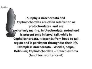 Subphyla Urochordata and
Cephalochordata are often referred to as
protochordates and are
exclusively marine. In Urochordata, notochord
is present only in larval tail, while in
Cephalochordata, it extends from head to tail
region and is persistent throughout their life.
Examples: Urochordata – Ascidia, Salpa,
Doliolum; Cephalochordata – Branchiostoma
(Amphioxus or Lancelet)
Ascidia
 