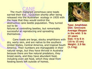 The much maligned venomous cane toads
earned their bad reputation shortly after being
released into the Australian ecology in 1935 with
the hope that they would control the
destructive cane beetle population. They turned
out to be
failures at controlling beetles, but remarkably
successful at reproducing and spreading
themselves.
Cane toads are large, stocky amphibians with
dry, warty skin, and are native to the southern
United States, Central America, and tropical South
America. Their numbers are manageable in their
natural range, but they have thrived in Australia
because there are few natural predators, they
breed easily, and they have abundant food,
including even pet food, which they steal from
feeding bowls left outside of homes.
CANE
TOAD
Type: Amphibian
Diet: Omnivore
Average lifespan
in the wild: 5 to
10 years
Size: 4 to 6 in
(10 to 15 cm)
Weight: 2.9 lbs
(1.3 kg)
 