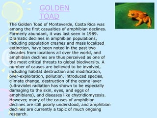 GOLDEN
TOAD
The Golden Toad of Monteverde, Costa Rica was
among the first casualties of amphibian declines.
Formerly abundant, it was last seen in 1989.
Dramatic declines in amphibian populations,
including population crashes and mass localized
extinction, have been noted in the past two
decades from locations all over the world, and
amphibian declines are thus perceived as one of
the most critical threats to global biodiversity. A
number of causes are believed to be involved,
including habitat destruction and modification,
over-exploitation, pollution, introduced species,
climate change, destruction of the ozone layer
(ultraviolet radiation has shown to be especially
damaging to the skin, eyes, and eggs of
amphibians), and diseases like chytridiomycosis.
However, many of the causes of amphibian
declines are still poorly understood, and amphibian
declines are currently a topic of much ongoing
research.
 