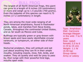 BULL FROG
The largest of all North American frogs, this giant
can grow to a length of 8 inches (20 centimeters)
or more and weigh up to 1.5 pounds (750 grams).
Even the tadpoles of this species can reach 6.75
inches (17.2 centimeters) in length.
They are among the most wide-ranging of all
North American amphibians, found in freshwater
ponds, lakes, and marshes from Nova Scotia,
Canada, throughout the continental United States,
and as far south as Mexico and Cuba.
Bullfrogs are typically green or gray-brown with
brown spots and have easily identifiable circular
eardrums, or tympanum, on either side of their
heads.
Nocturnal predators, they will ambush and eat
just about anything they can fit in their ample
mouths, including insects, mice, fish, birds, and
snakes. They sit quietly and wait for prey to pass
by, then lunge with their powerful hind legs,
mouths open wide.
Type: Amphibian
Diet: Carnivore
Average lifespan
in the wild: 7 to 9
years
Size: (adult
female) 3.5 to 6
in (9 to 15 cm)
Weight: 1.1 lb
(0.50 kg)
Group name:
Army or colony
 