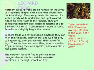 LEOPARD
FROG
Northern leopard frogs are so named for the array
of irregularly shaped dark spots that adorn their
backs and legs. They are greenish-brown in color
with a pearly white underside and light-colored
ridges on either side of their backs. They are
considered medium-size, reaching lengths of 3 to
5 inches (7.6 to 12.7 centimeters), nose to rump.
Females are slightly larger than males.
Leopard frogs will eat just about anything they can
fit in their mouths. They sit still and wait for prey
to happen by, then pounce with their powerful
legs. They eat beetles, ants, flies, worms, smaller
frogs, including their own species, and even birds,
and garter snakes.
The northern leopard frog is perhaps most
recognizable as the formaldehyde-soaked
specimen in the high school lab tray.
Type: Amphibian
Diet: Carnivore
Average lifespan
in the wild: 2 to 4
years
Size: 3 to 5 in
(7.6 to 12.7 cm)
Group name:
Army
 