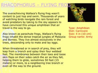 RHACOPHORUS – FLYING FROG
The overachieving Wallace's flying frog wasn't
content to just hop and swim. Thousands of years
of watching birds navigate the rain forest and
avoid predators by taking to the sky appears to
have convinced this unique amphibian that air
travel is the way to go.
Also known as parachute frogs, Wallace's flying
frogs inhabit the dense tropical jungles of Malaysia
and Borneo. They live almost exclusively in the
trees, descending only to mate and lay eggs.
When threatened or in search of prey, they will
leap from a branch and splay their four webbed
feet. The membranes between their toes and loose
skin flaps on their sides catch the air as they fall,
helping them to glide, sometimes 50 feet (15
meters) or more, to a neighboring tree branch or
even all the way to the ground.
Type: Amphibian
Diet: Carnivore
Size: 4 in (10 cm)
Group name: Army
 