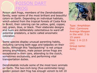 POISON DART
FROG
Poison dart frogs, members of the Dendrobatidae
family, wear some of the most brilliant and beautiful
colors on Earth. Depending on individual habitats,
which extend from the tropical forests of Costa Rica
to Brazil, their coloring can be yellow, gold, copper,
red, green, blue, or black. Their elaborate designs
and hues are deliberately ostentatious to ward off
potential predators, a tactic called anosmatic
coloration.
Some species display unusual parenting habits,
including carrying both eggs and tadpoles on their
backs. Although this "backpacking" is not unique
among amphibians, male poison arrow frogs are
exceptional in their care, attending to the clutch,
sometimes exclusively, and performing vital
transportation duties.
Dendrobatids include some of the most toxic animals
on Earth. The two-inch-long (five-centimeter-long)
golden poison dart frog has enough venom to kill 10
Type: Amphibian
Diet: Carnivore
Average lifespan
in the wild: 3 to
15 years
Size: 1 in (2.5
cm)
Group name:
Army
 