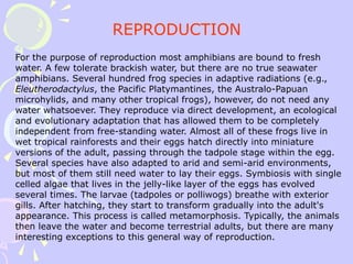For the purpose of reproduction most amphibians are bound to fresh
water. A few tolerate brackish water, but there are no true seawater
amphibians. Several hundred frog species in adaptive radiations (e.g.,
Eleutherodactylus, the Pacific Platymantines, the Australo-Papuan
microhylids, and many other tropical frogs), however, do not need any
water whatsoever. They reproduce via direct development, an ecological
and evolutionary adaptation that has allowed them to be completely
independent from free-standing water. Almost all of these frogs live in
wet tropical rainforests and their eggs hatch directly into miniature
versions of the adult, passing through the tadpole stage within the egg.
Several species have also adapted to arid and semi-arid environments,
but most of them still need water to lay their eggs. Symbiosis with single
celled algae that lives in the jelly-like layer of the eggs has evolved
several times. The larvae (tadpoles or polliwogs) breathe with exterior
gills. After hatching, they start to transform gradually into the adult's
appearance. This process is called metamorphosis. Typically, the animals
then leave the water and become terrestrial adults, but there are many
interesting exceptions to this general way of reproduction.
REPRODUCTION
 