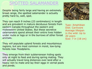 SPOTTED SALAMANDER
Despite being fairly large and having an extremely
broad range, the spotted salamander is actually
pretty hard to, well, spot.
They can reach 9 inches (23 centimeters) in length
and are prevalent in mature deciduous forests from
eastern Canada throughout the eastern and
midwestern United States. But these secretive
salamanders spend almost their entire lives hidden
under rocks or logs or in the burrows of other forest
animals.
They will populate upland forests and mountainous
regions, but are most common in moist, low-lying
forests near floodplains.
They emerge from their subterranean hiding spots
only at night to feed and during spring mating. They
will actually travel long distances over land after a
heavy rain to mate and lay their eggs in vernal pools
and ponds.
Type: Amphibian
Diet: Carnivore
Average lifespan
in the wild: Up to
20 years
Size: 7 in (18 cm)
 