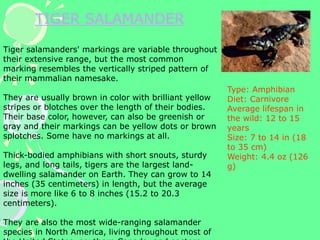 TIGER SALAMANDER
Tiger salamanders' markings are variable throughout
their extensive range, but the most common
marking resembles the vertically striped pattern of
their mammalian namesake.
They are usually brown in color with brilliant yellow
stripes or blotches over the length of their bodies.
Their base color, however, can also be greenish or
gray and their markings can be yellow dots or brown
splotches. Some have no markings at all.
Thick-bodied amphibians with short snouts, sturdy
legs, and long tails, tigers are the largest land-
dwelling salamander on Earth. They can grow to 14
inches (35 centimeters) in length, but the average
size is more like 6 to 8 inches (15.2 to 20.3
centimeters).
They are also the most wide-ranging salamander
species in North America, living throughout most of
Type: Amphibian
Diet: Carnivore
Average lifespan in
the wild: 12 to 15
years
Size: 7 to 14 in (18
to 35 cm)
Weight: 4.4 oz (126
g)
 