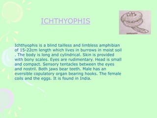 ICHTHYOPHIS
Ichthyophis is a blind tailless and limbless amphibian
of 15-22cm length which lives in burrows in moist soil
. The body is long and cylindrical. Skin is provided
with bony scales. Eyes are rudimentary. Head is small
and compact. Sensory tentacles between the eyes
and nostril. Both jaws bear teeth. Male has an
eversible copulatory organ bearing hooks. The female
coils and the eggs. It is found in India.
 