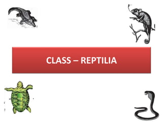 CLASS – REPTILIA
 