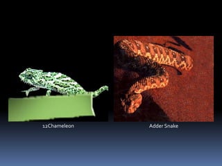 12Chameleon Adder Snake
 