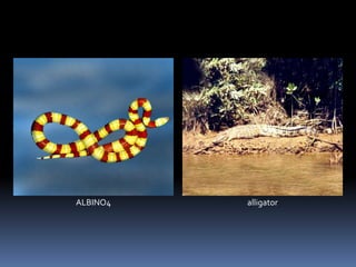ALBINO4 alligator
 
