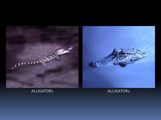 ALLIGATOR1 ALLIGATOR2
 