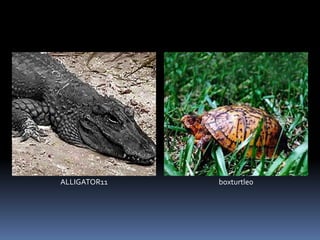 ALLIGATOR11 boxturtle0
 