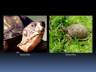 boxturtle1 boxturtle2
 
