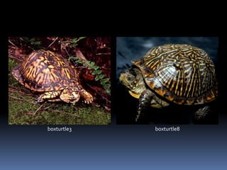 boxturtle3 boxturtle8
 